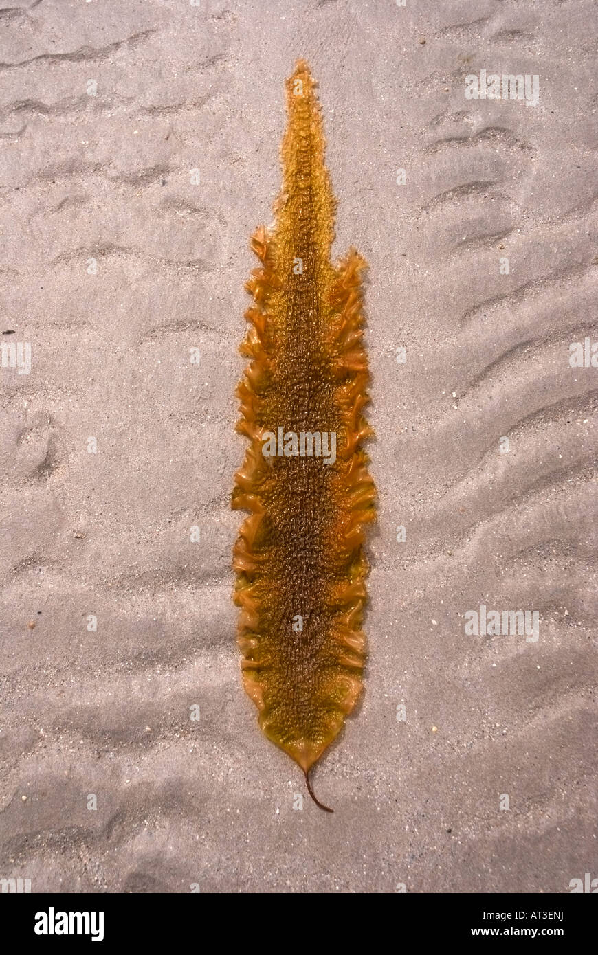 Une ceinture de frondes, Saccharina latissima, sur le sable, à l'île de Tiree, Inner Hebrides, Ecosse Banque D'Images