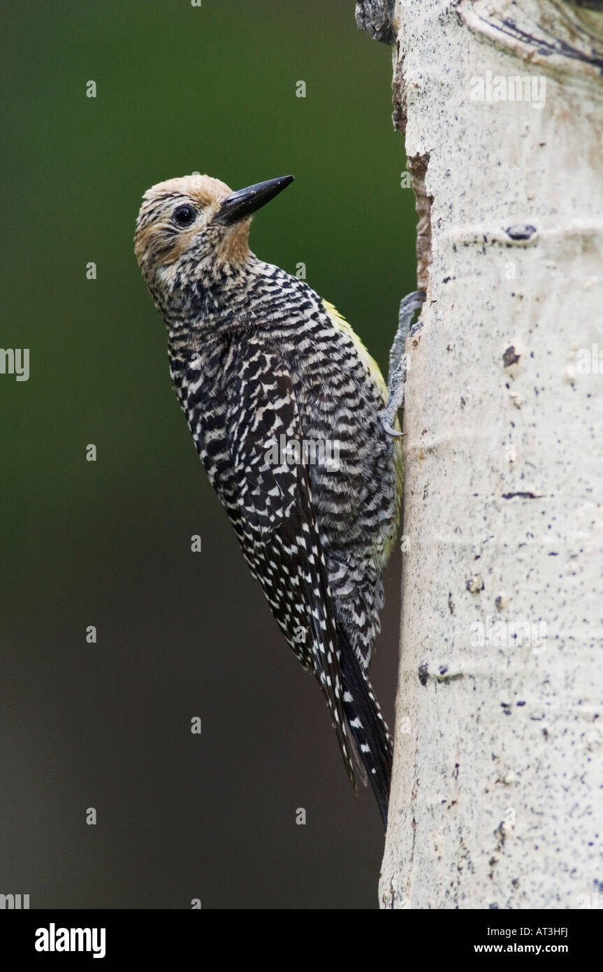 Pic de Williamson Sphyrapicus thyroideus adulte de sexe féminin à la cavité de nidification Rocky Mountain NP Colorado USA Banque D'Images