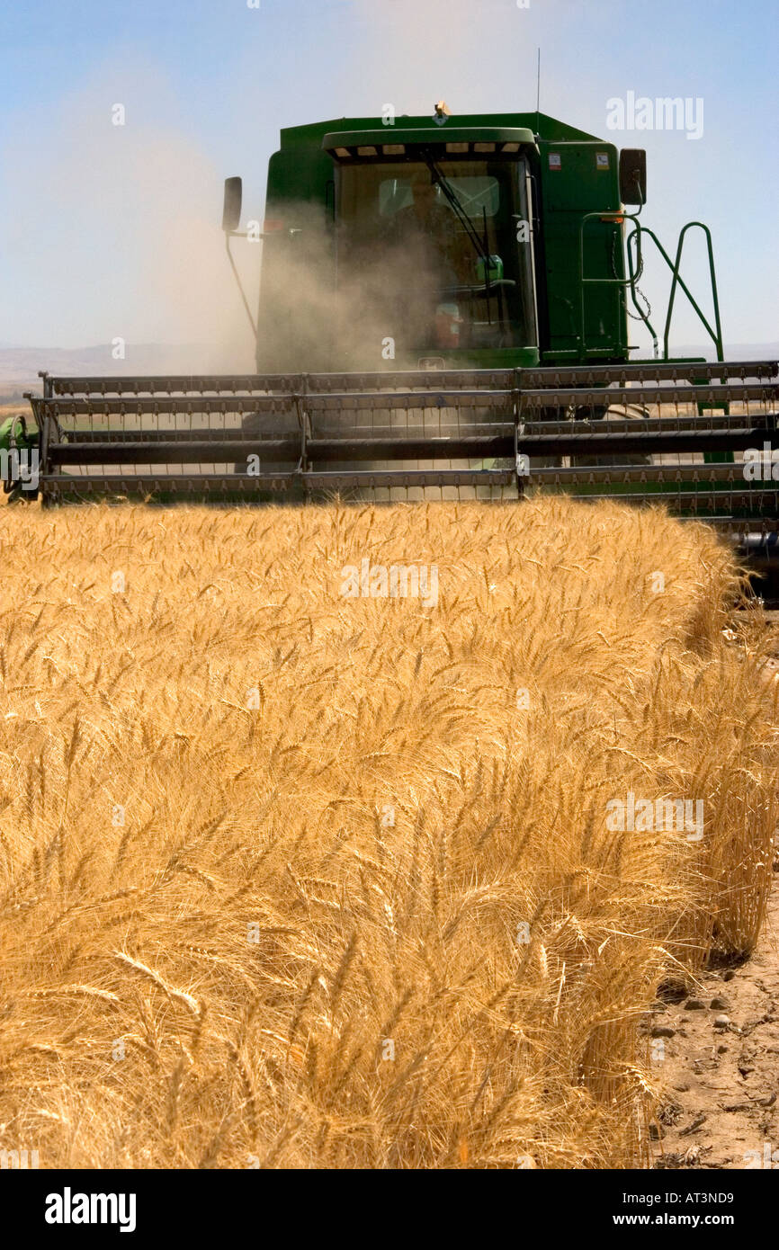 Une moissonneuse-batteuse récolte du blé céréales dans l'Est de l'Oregon. Banque D'Images