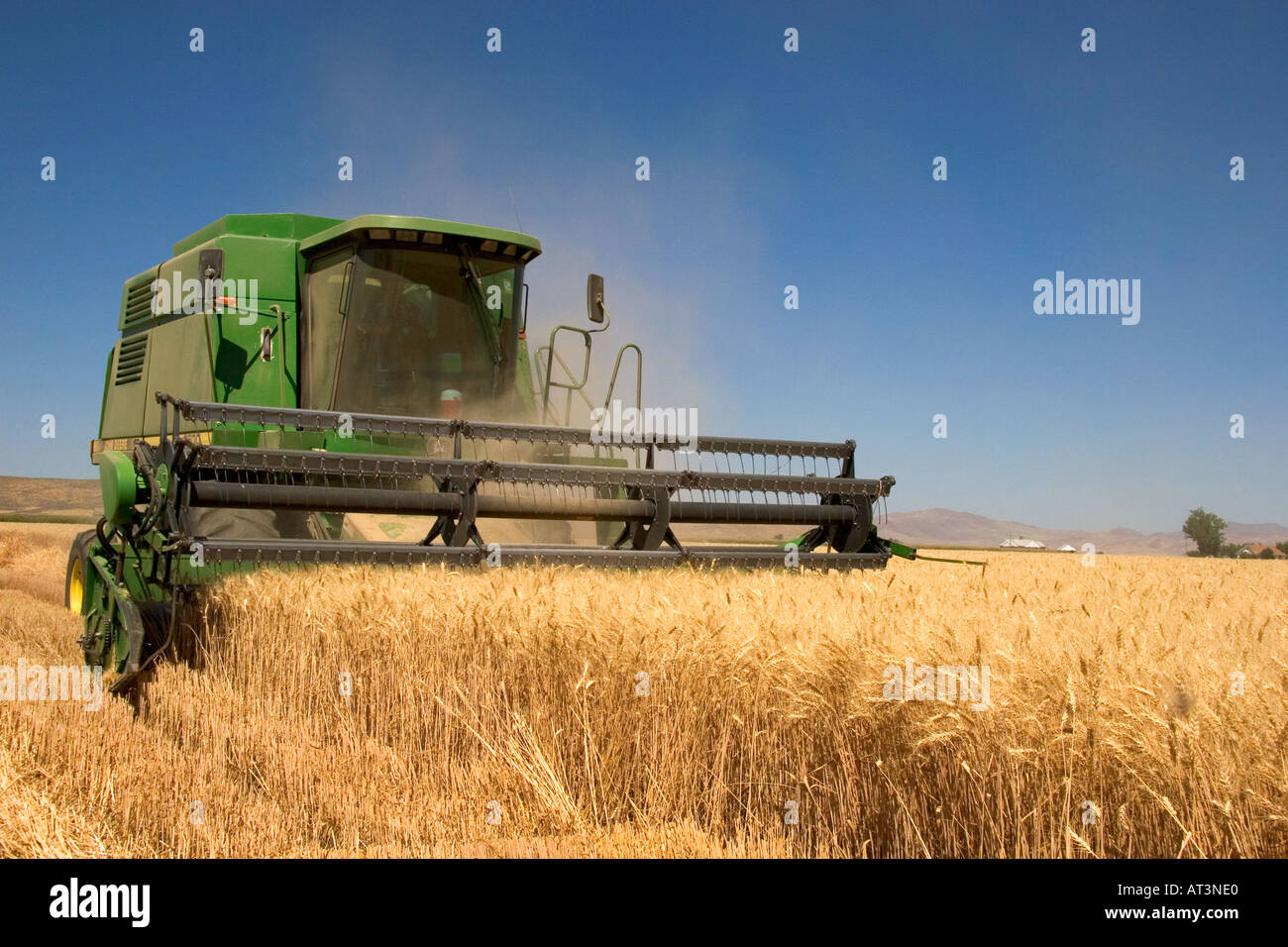 Une moissonneuse-batteuse récolte du blé céréales dans l'Est de l'Oregon. Banque D'Images