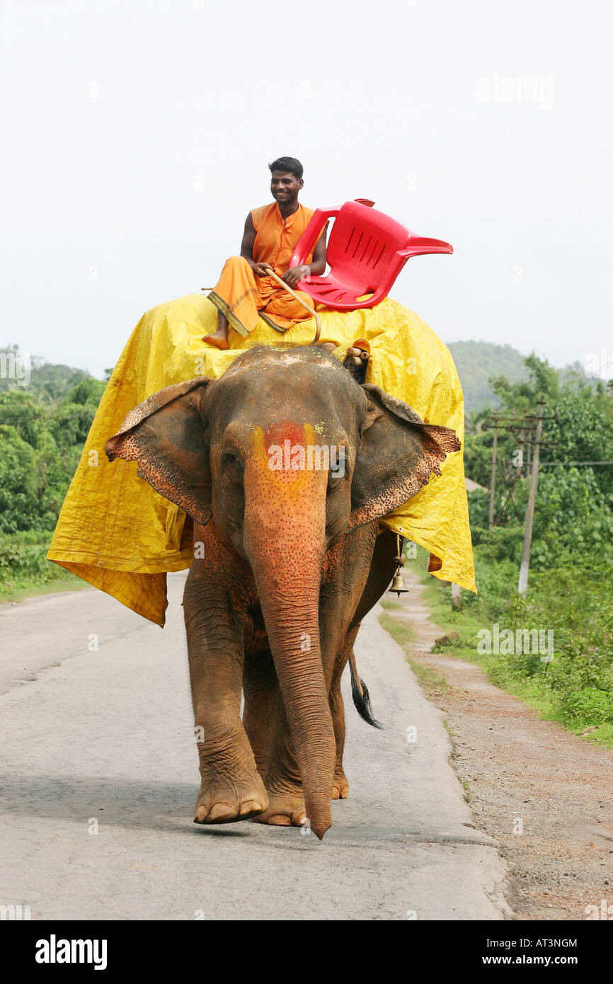 Un moine sur un éléphant dans l'Inde Banque D'Images