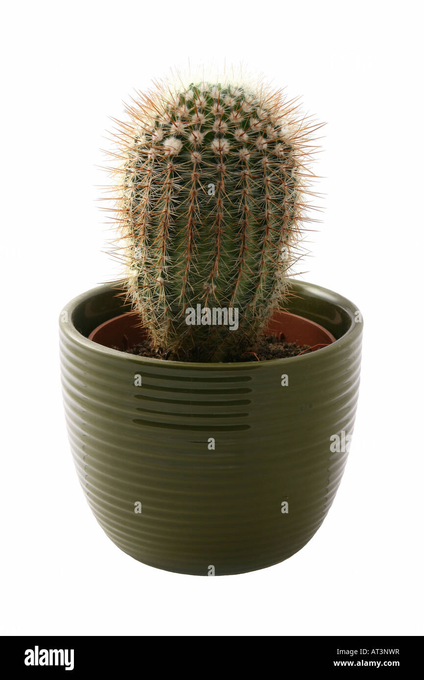 Cactus dans un pot Banque D'Images