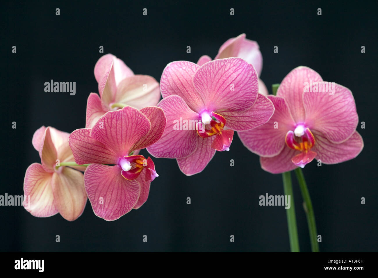 Moth Orchid Banque D'Images Moth Orchid Banque D'Images