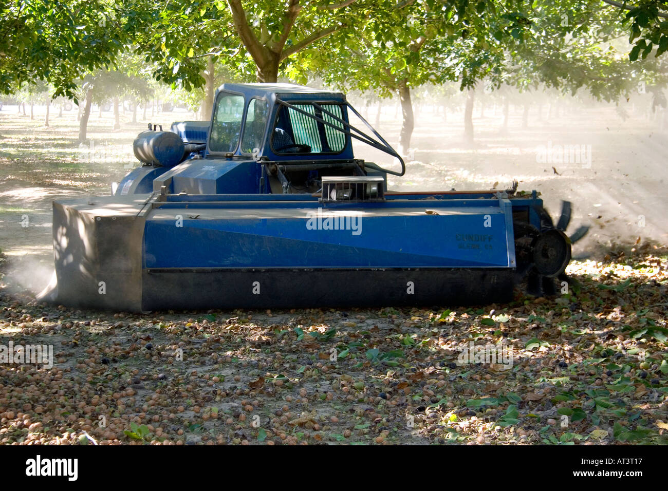 Une machine d'andains balaie les noix tombées en lignes au moment de la récolte dans la région de Glenn, en Californie. Banque D'Images