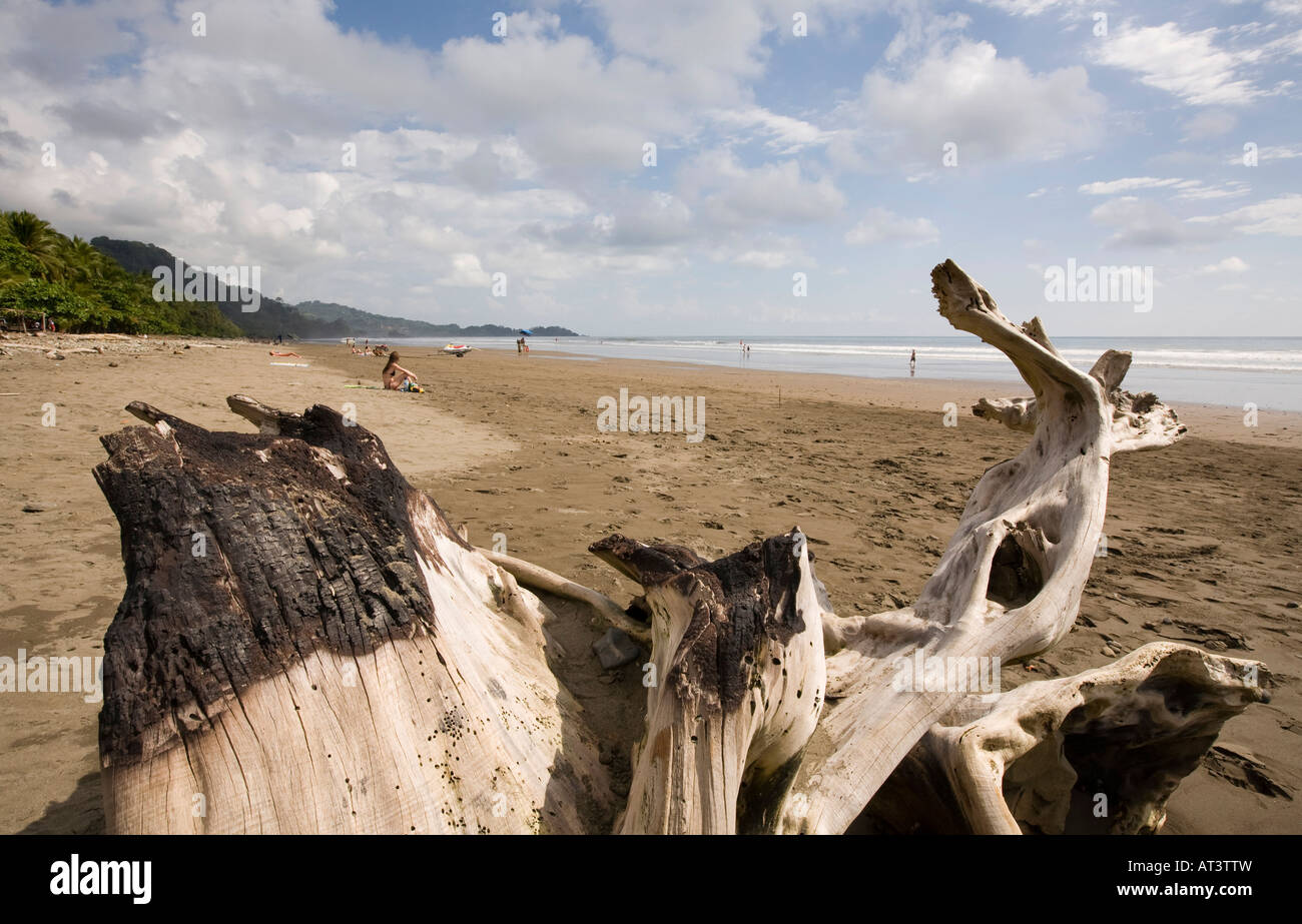 Costa Rica Dominical beach sun driftwood blanchie Banque D'Images