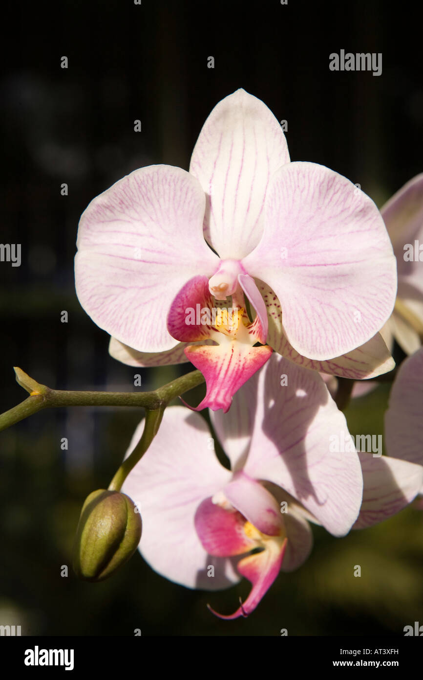 Costa Rica Cartago Lankester Botanical Gardens Orchidea Phalaenopsis orchid Banque D'Images