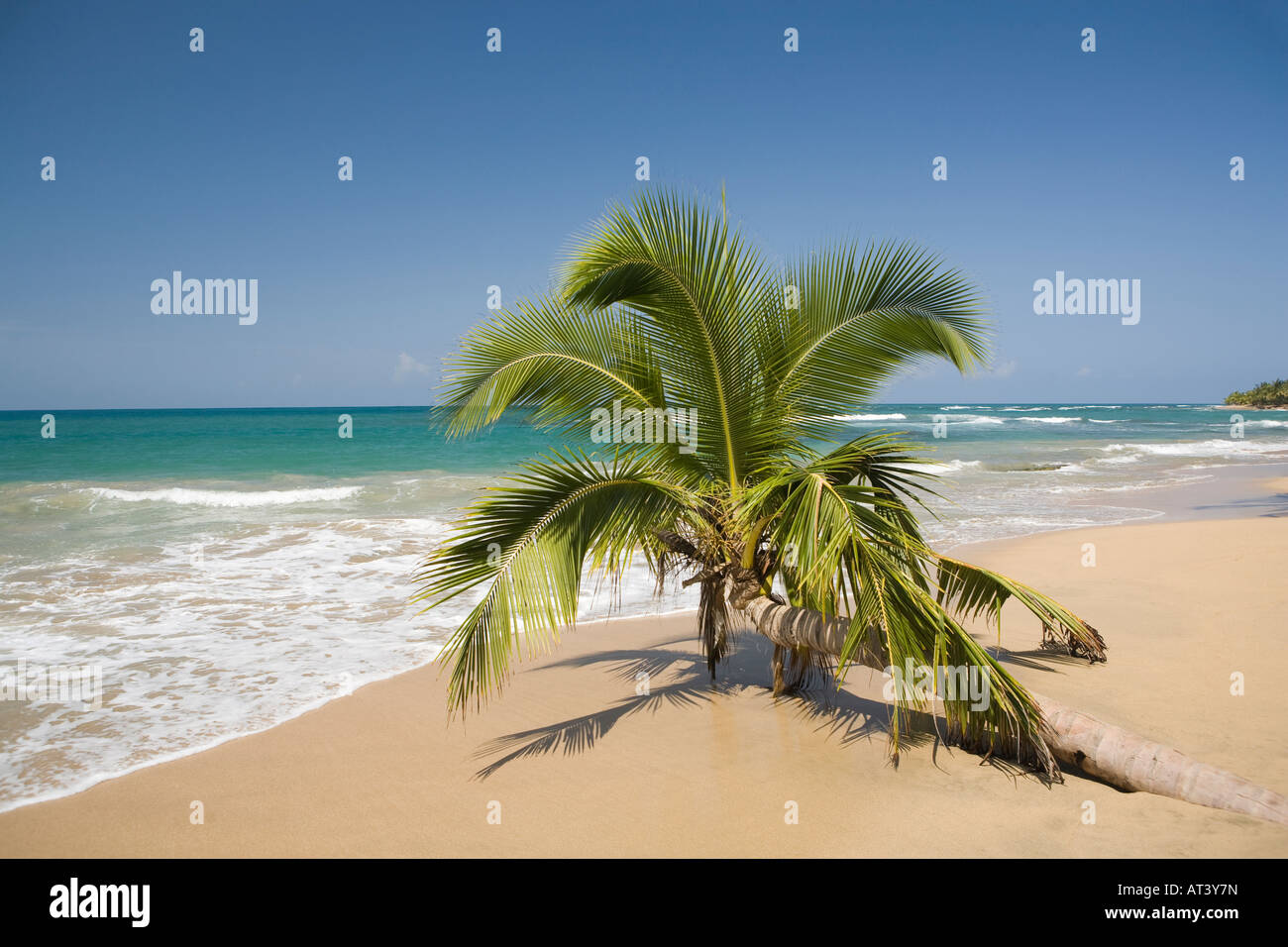 Costa Rica Côte Des Caraïbes Punta Uva seul palmier sur petite plage bordée de palmiers de sable mou Banque D'Images