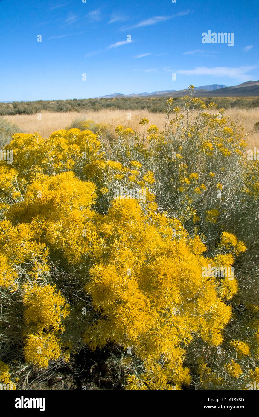 Brosse de lapin sur le désert du nord du Nevada. Banque D'Images