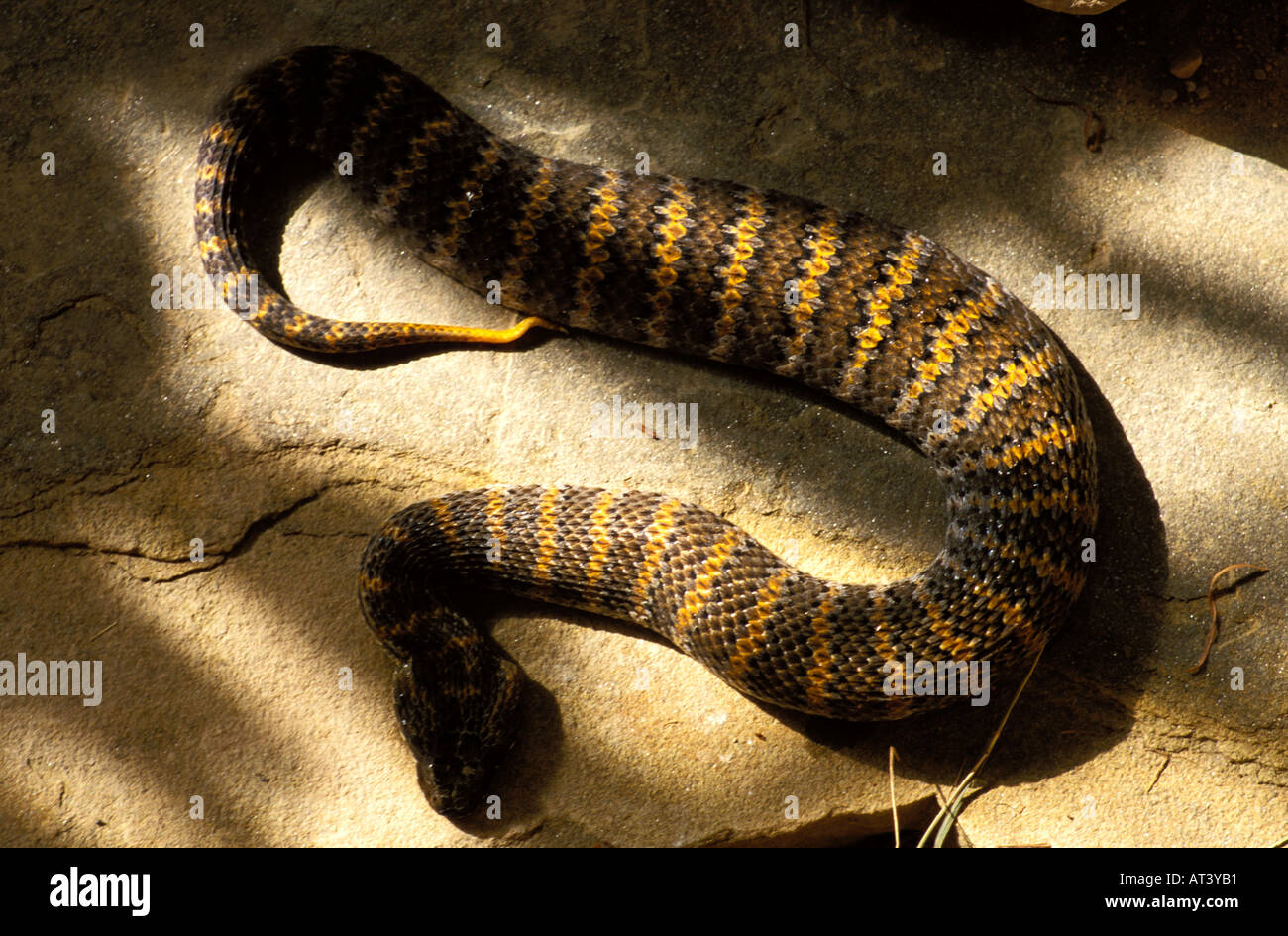 Death Adder Acanthophis antarcticus Australie Banque D'Images