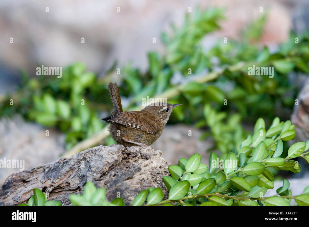 Troglodytes troglodytes, très petit oiseau, le Troglodyte mignon Banque D'Images