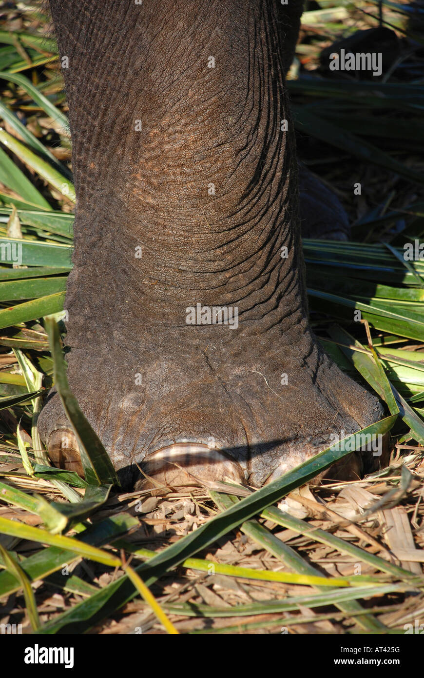Pied d'éléphant dans la région de Kerala, Inde Banque D'Images