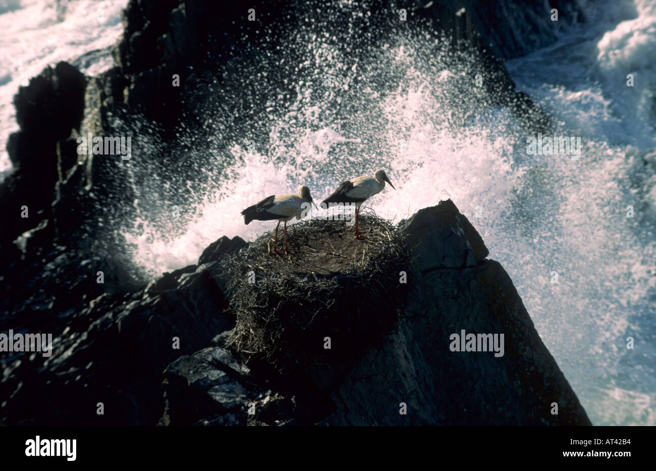 Stork nest plus de falaises Costa Vicentina Parc Naturel du Sud-Ouest Alentejano Algarve Portugal e Banque D'Images