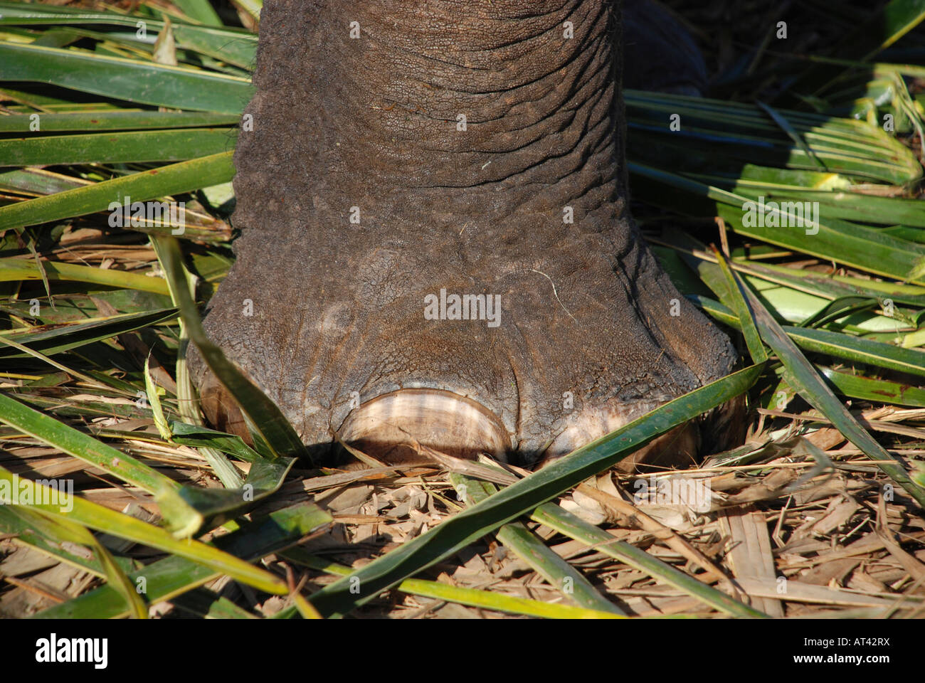 Close up d'un pied d'éléphant dans la région de Kerala, Inde Banque D'Images