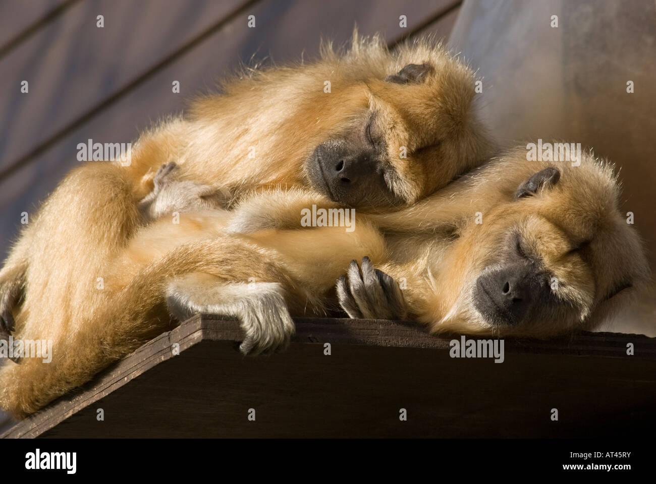 Trois Singes Patas patas, Erythrocebus,famille dormir. Banque D'Images