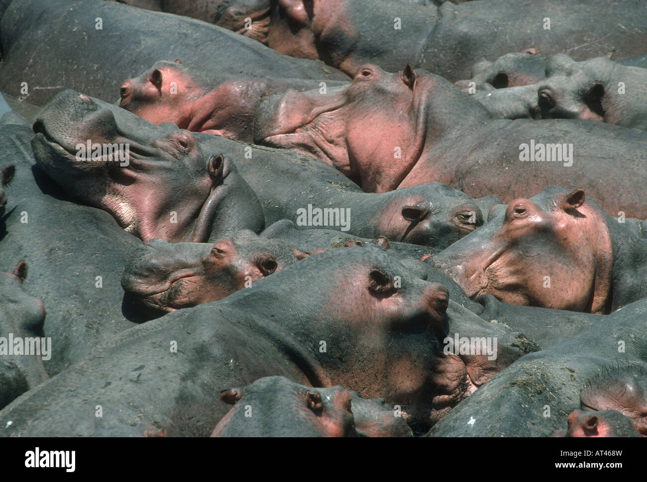 Hippo Hippopotamus amphibius entassés dans le bassin de la Rivière Luangwa en Zambie à la fin de la saison sèche Banque D'Images