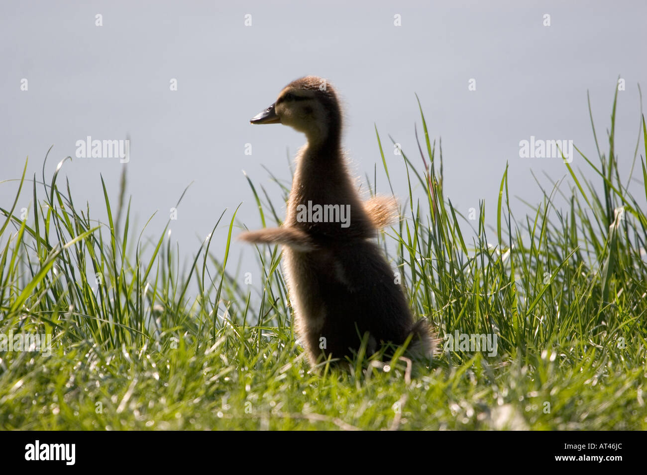 Un jeune canard s'étend ses ailes pour la première fois à côté d'un étang dans le Yorkshire du Nord. Banque D'Images