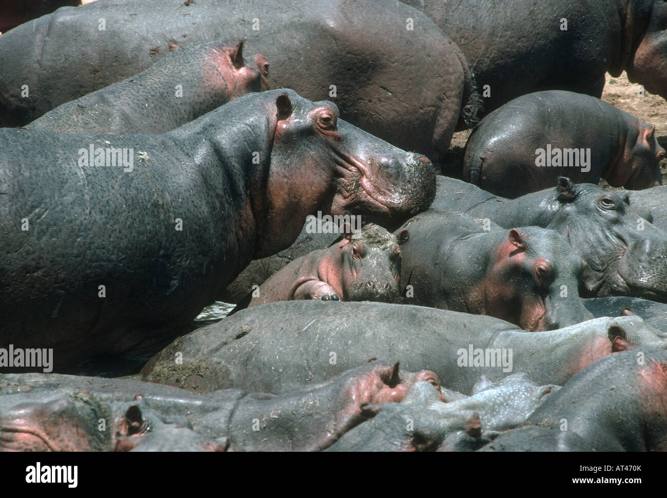 Hippo Hippopotamus amphibius entassés dans le bassin de la Rivière Luangwa en Zambie à la fin de la saison sèche Banque D'Images