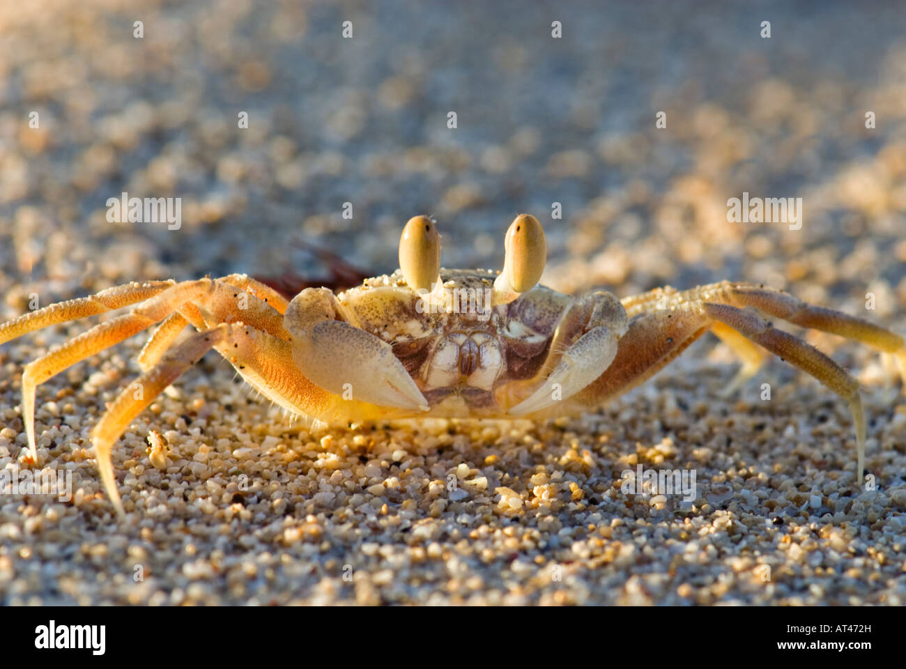 Le crabe fantôme SAMOA portrait dans la lumière du matin la vie sauvage de la faune des terres du crabe crabe sur le sable blanc beach shell Banque D'Images