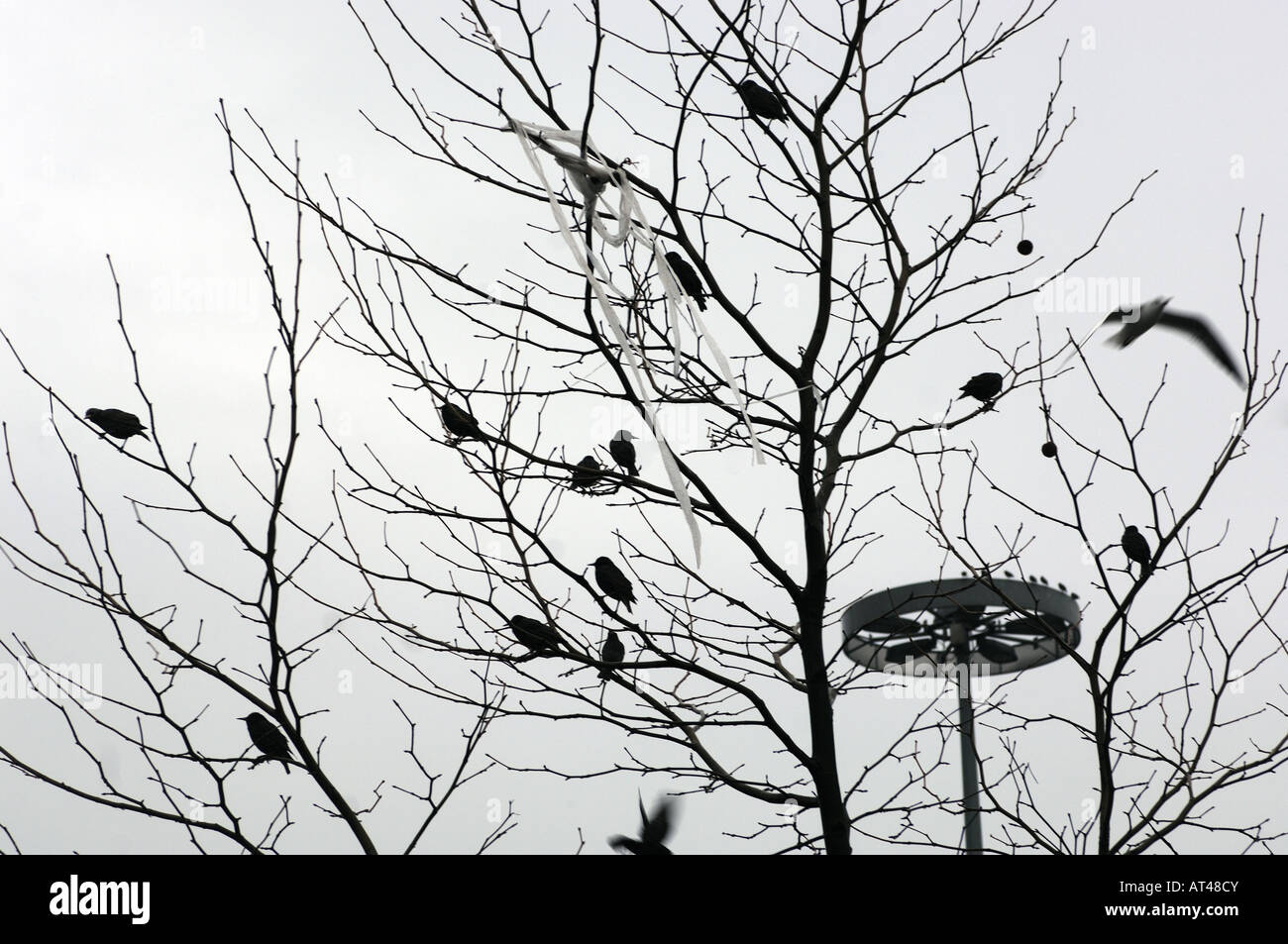 Les étourneaux dans un arbre, avec la lumière d'inondation en arrière-plan Banque D'Images