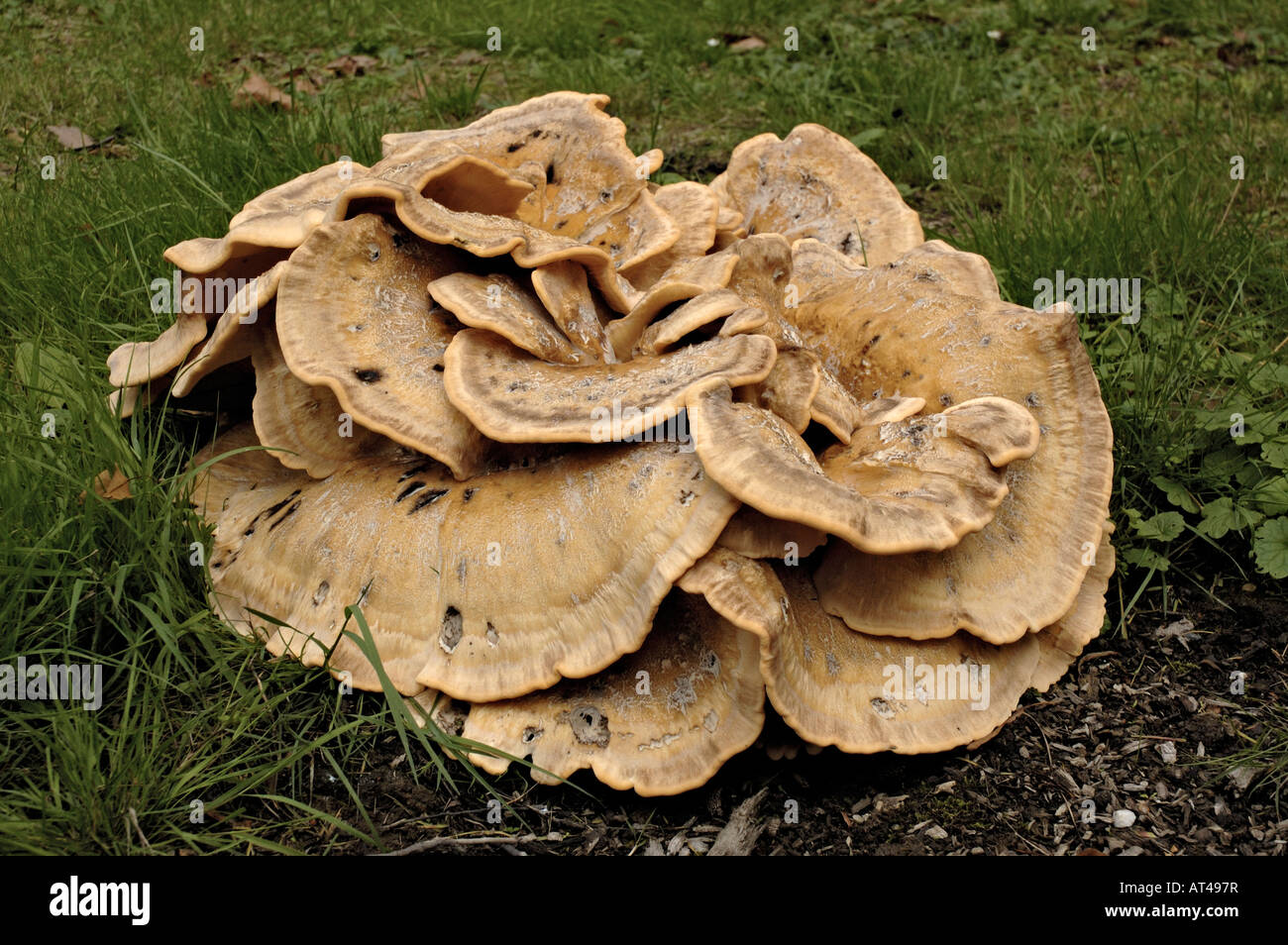 Poule des bois champignon (Grifola frondosa) croissant dans le parc à Düsseldorf, Allemagne. Banque D'Images
