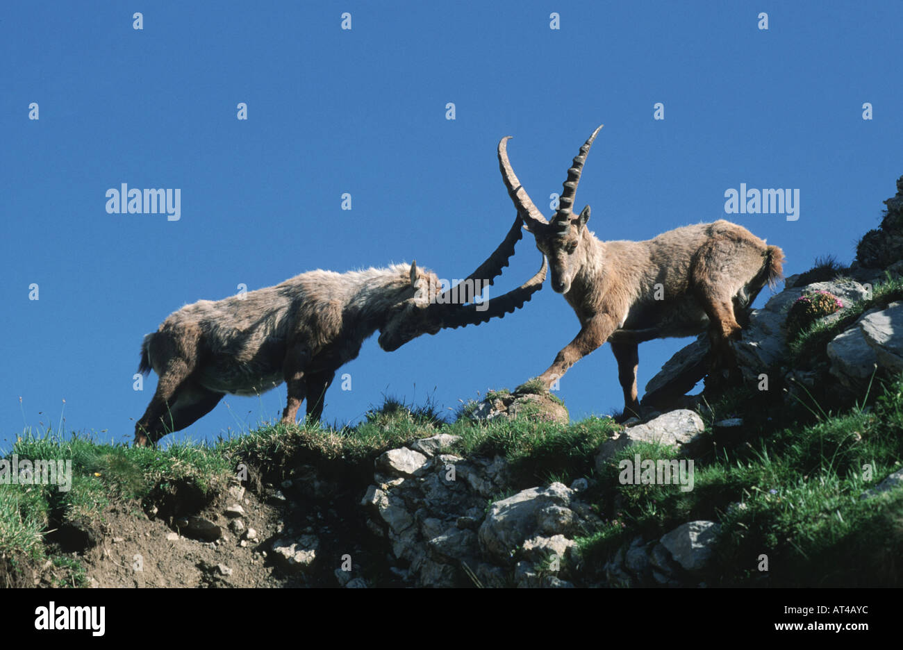 Bouquetin des Alpes (Capra ibex), deux combats d'argent, la Suisse, l'Alpstein, Saentis Banque D'Images