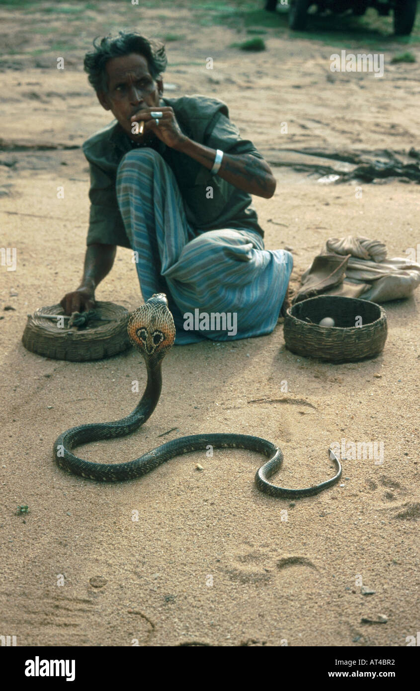 Cobra commun, Indienne (Naja naja), avec snake-charmer Banque D'Images