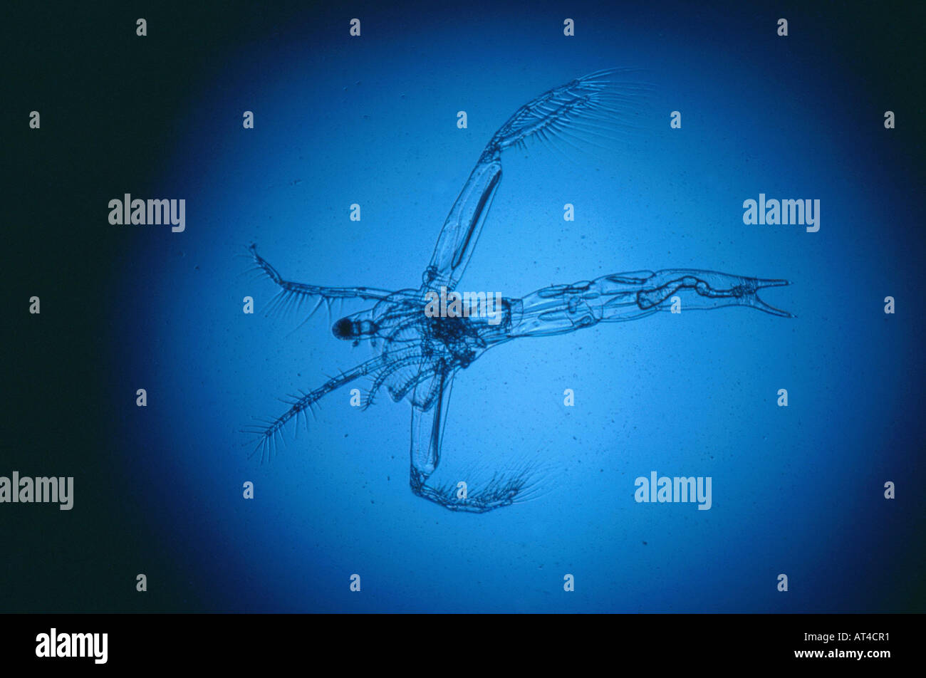 Puce d'eau (Leptodora kindtii) Banque D'Images