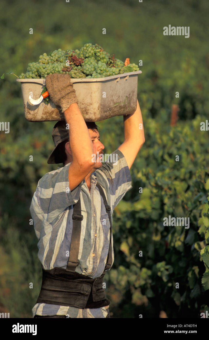 La récolte du Chardonnay à Los Carneros Napa Californie Banque D'Images