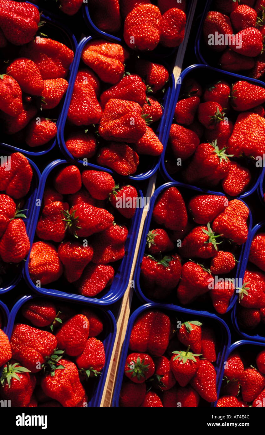 Les fraises en pintes Banque D'Images
