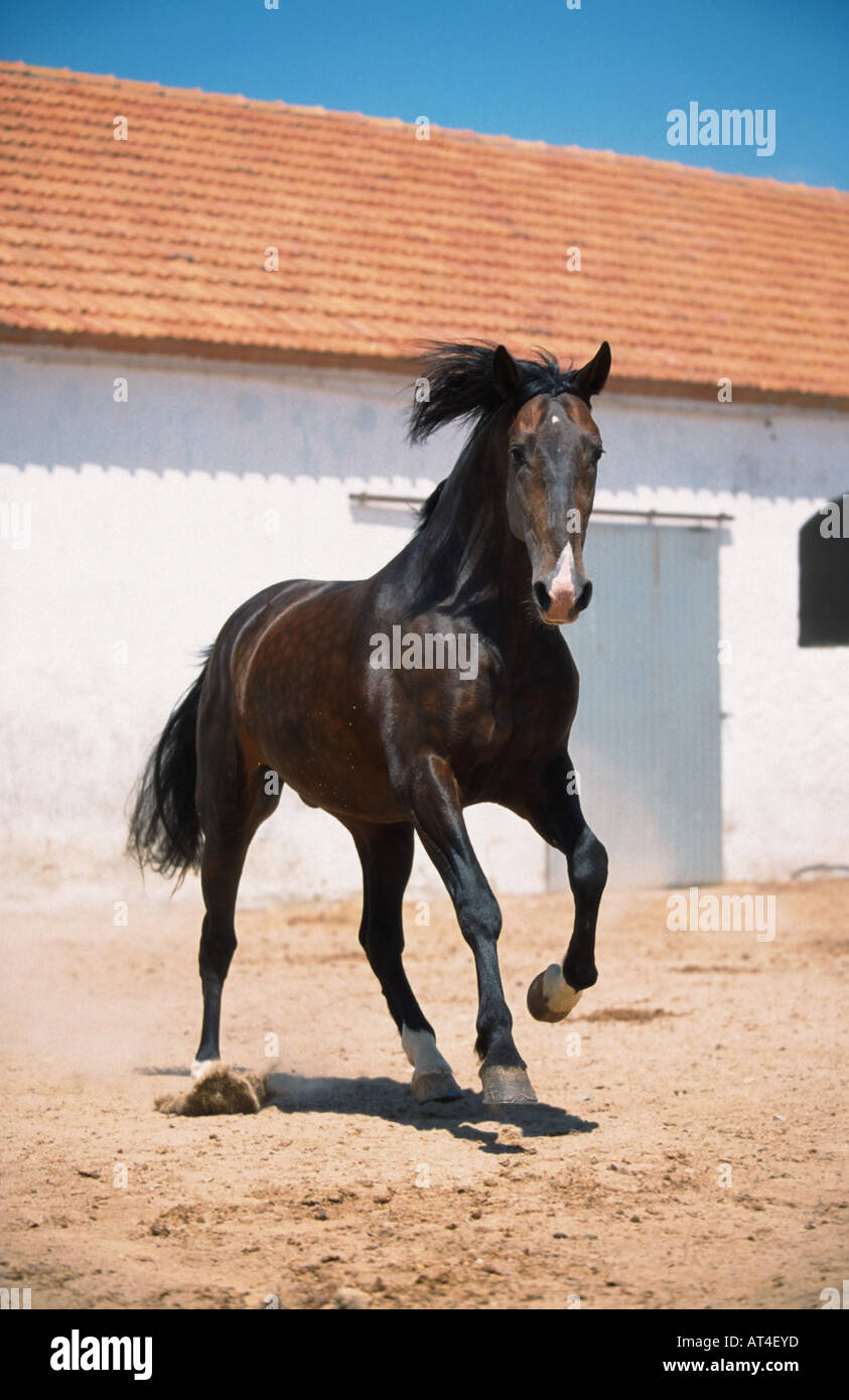 Cheval lusitanien (Equus przewalskii f. caballus), étalon, Portugal Banque D'Images