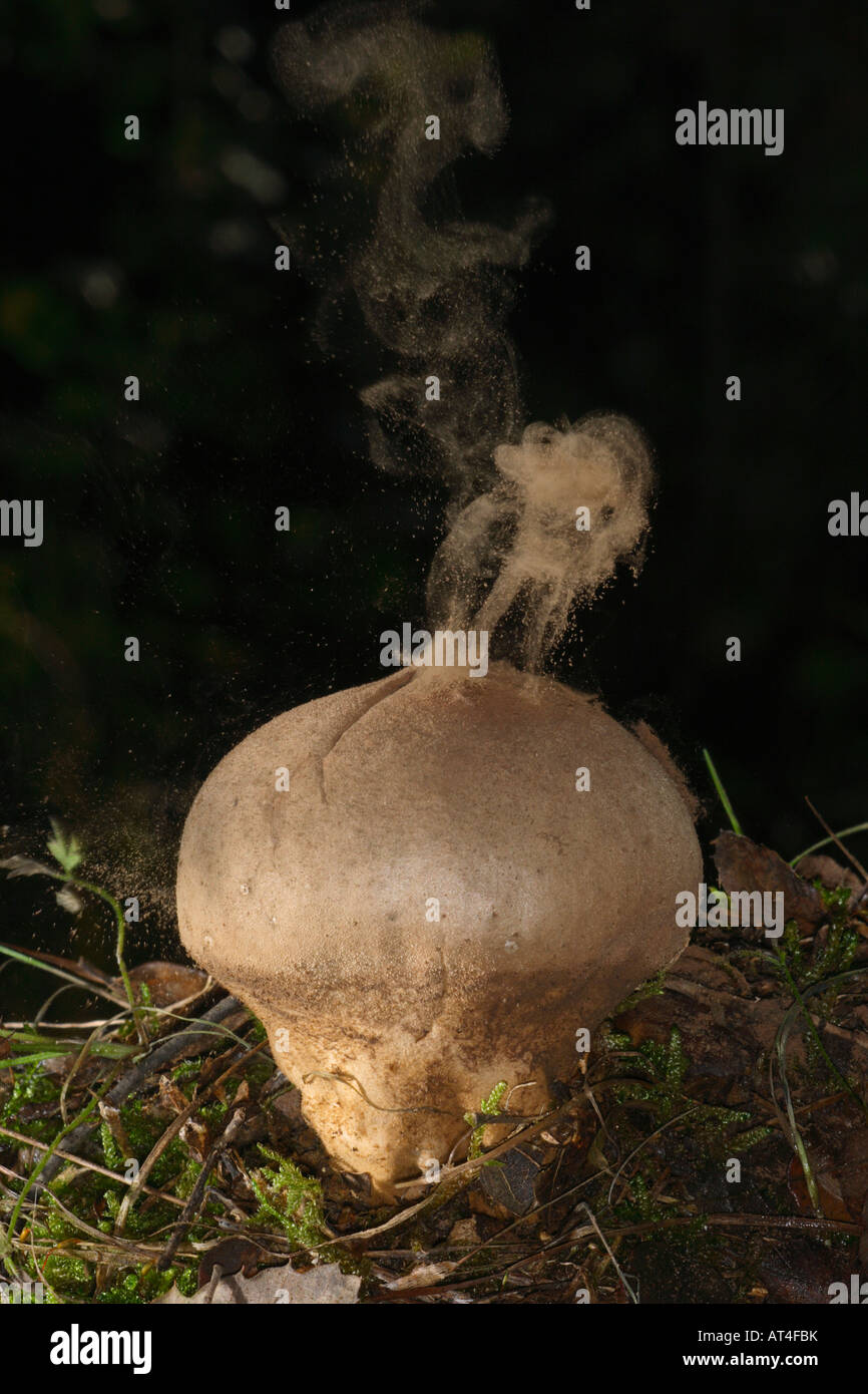 Puff ball Mushroom, Lycoperdon perlatum. Les spores qui explosent Banque D'Images