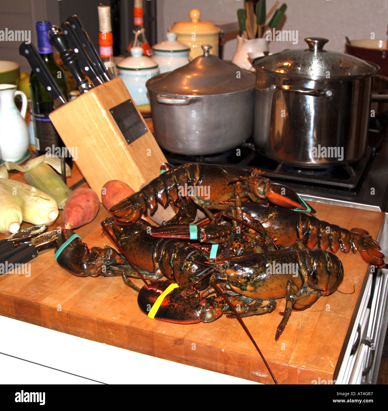 Les homards vivants prêts pour la marmite. Banque D'Images