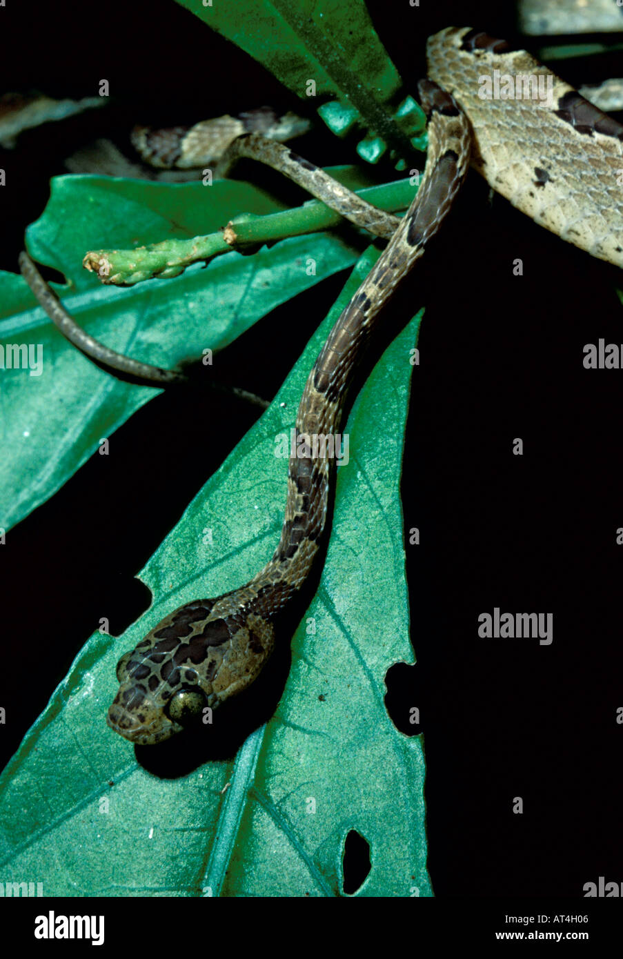 Serpent tête émoussé Imantodes cenchoa Costa Rica Banque D'Images