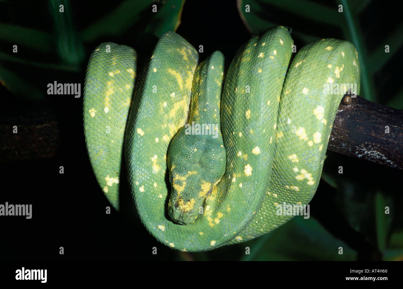 Arbre vert serpent Python Chondropython viridis Guinée et le nord de l'Australie Banque D'Images