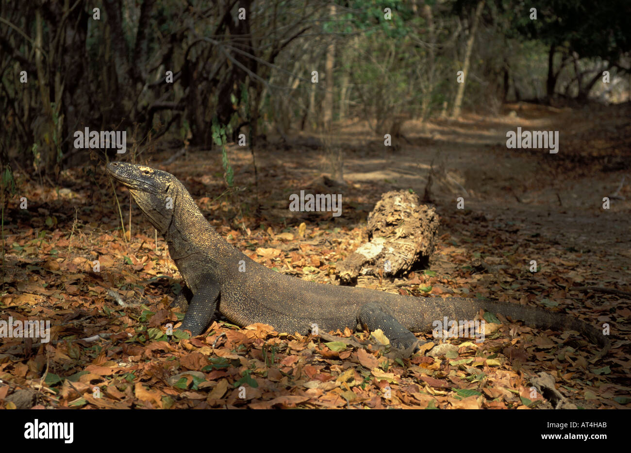 Dragon de Komodo Varanus komodensis Indonésie femelle Banque D'Images