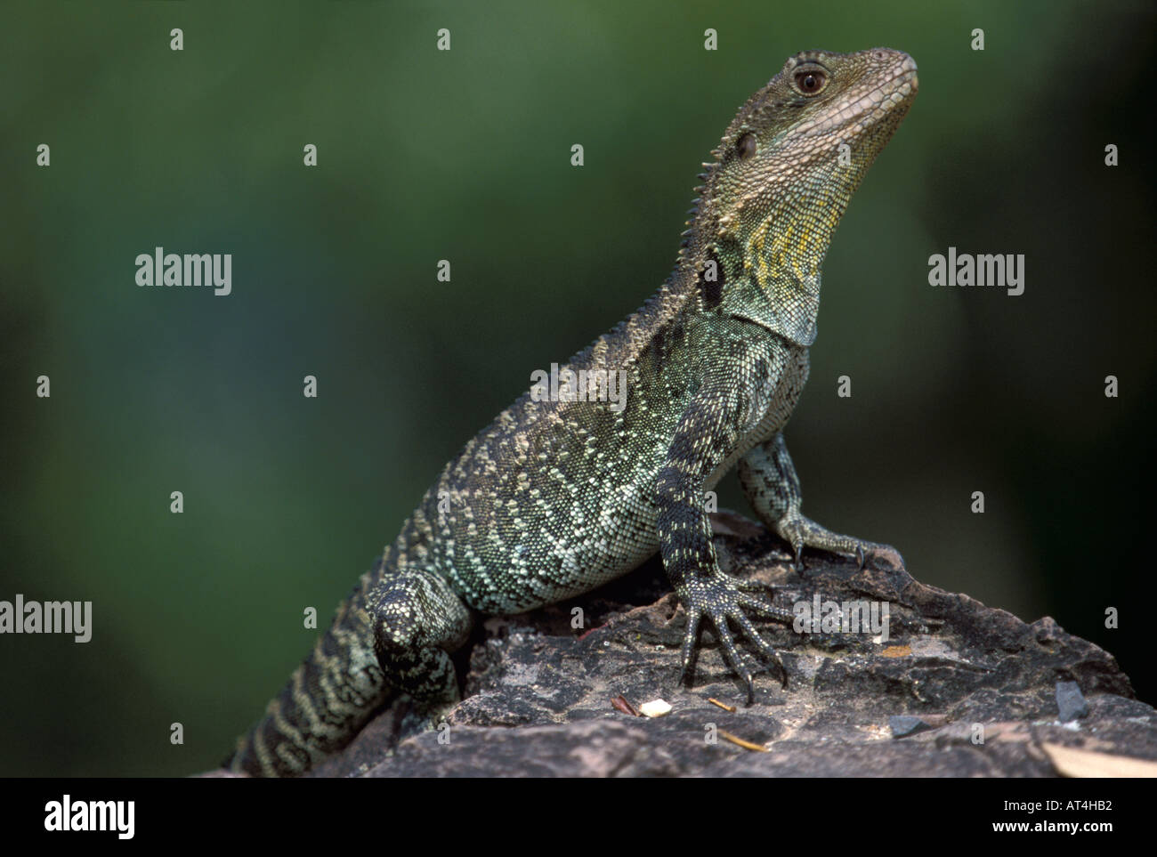 Dragon d'eau Physignathus lesueurii Gippsland howittii Australie Banque D'Images