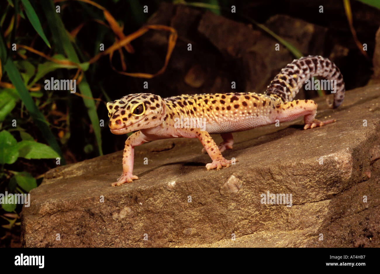 Gecko léopard Eublepharis macularis Pakistan Inde Inde queue jambes Banque D'Images
