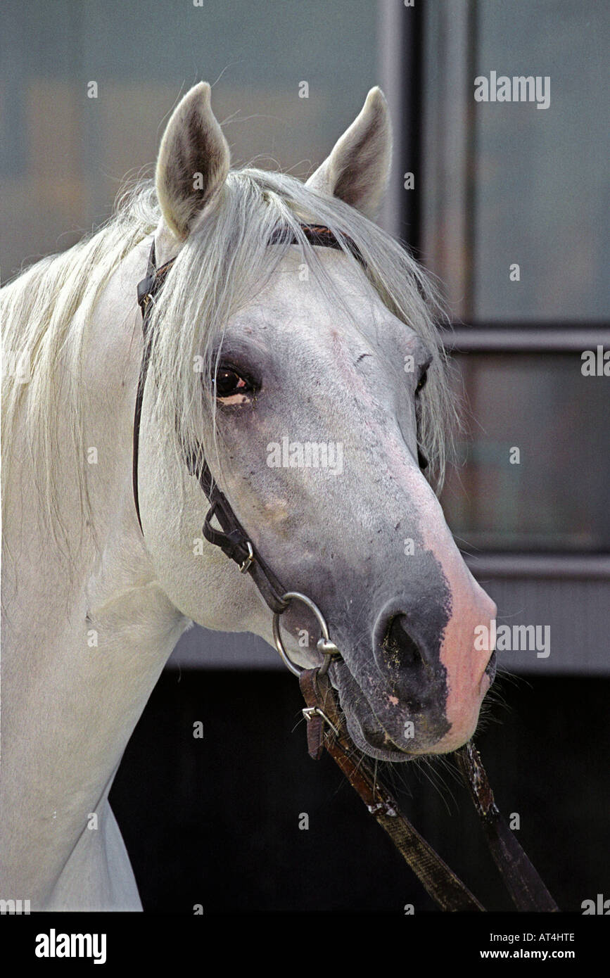 Cheval de Tersk Banque D'Images