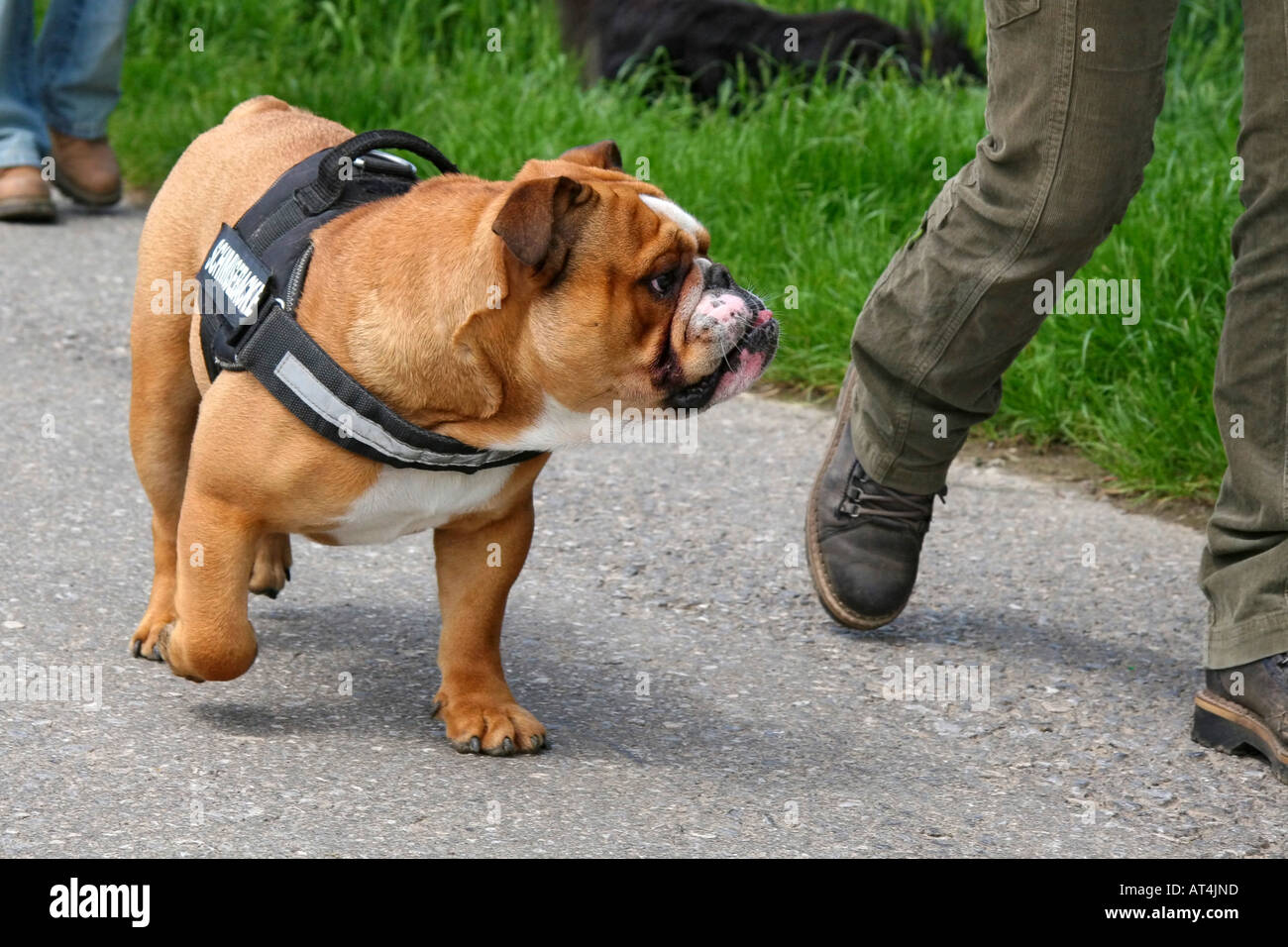Bulldog Anglais (Canis lupus f. familiaris), fonctionnant sans laisse à côté de son maître Banque D'Images