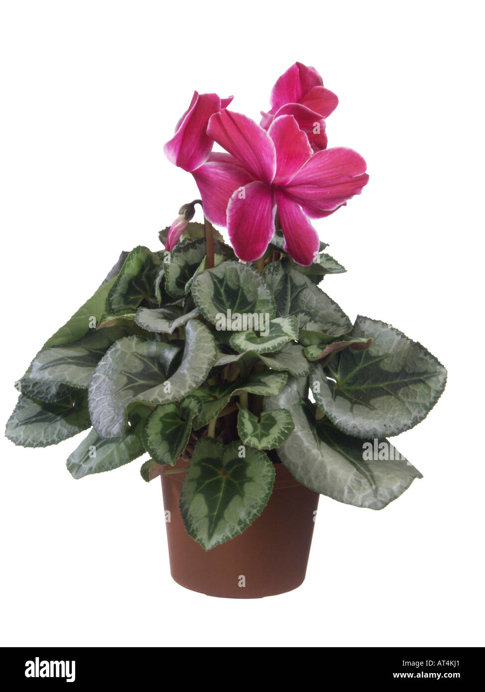 Les fleuristes Cyclamen (Cyclamen persicum), plante en pot Banque D'Images