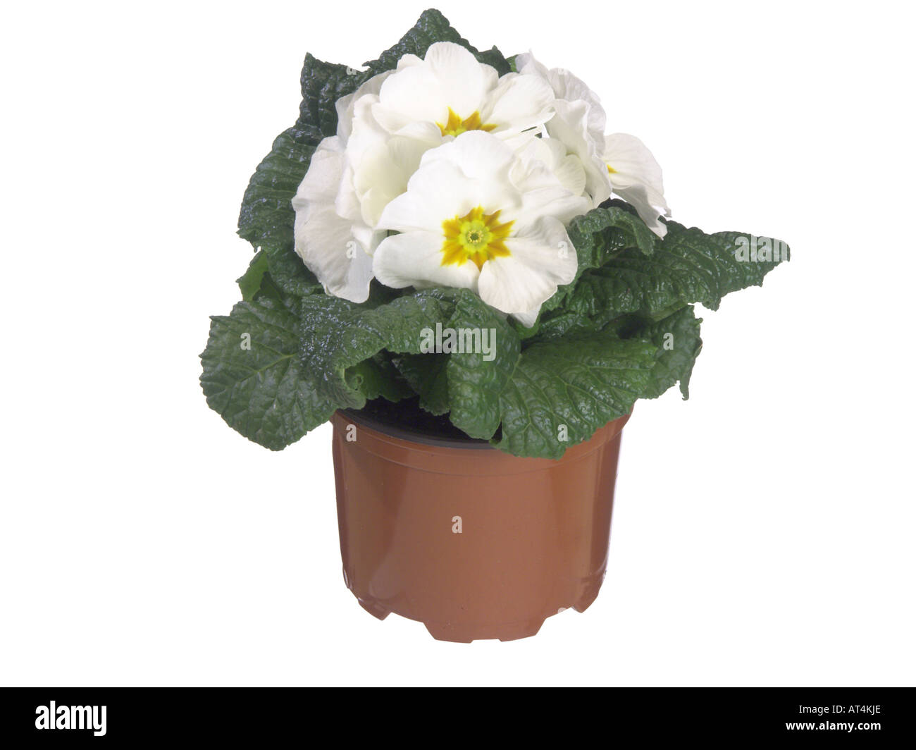 Vrai Français (primrose Primula acaulis, Primula vulgaris), plante en pot Banque D'Images