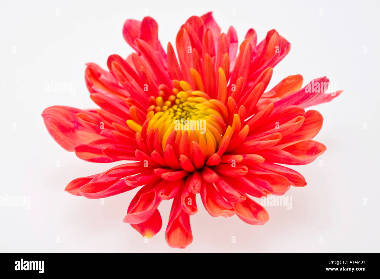 Orange chrysanthème gros plan d'une belle fleur photos images photos au-dessus de la grande haute résolution horizontale aux États-Unis haute résolution haute résolution aux États-Unis haute résolution Banque D'Images