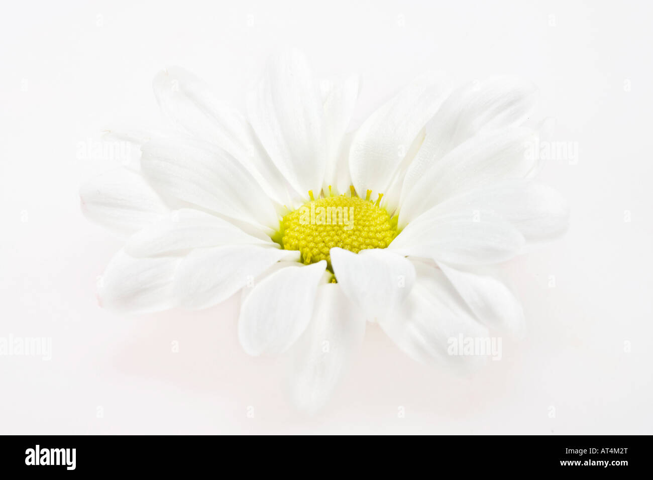 White Daisy gros plan d'une belle fleur photos images photos au-dessus de la grande haute résolution horizontale aux États-Unis haute résolution aux États-Unis haute résolution Banque D'Images