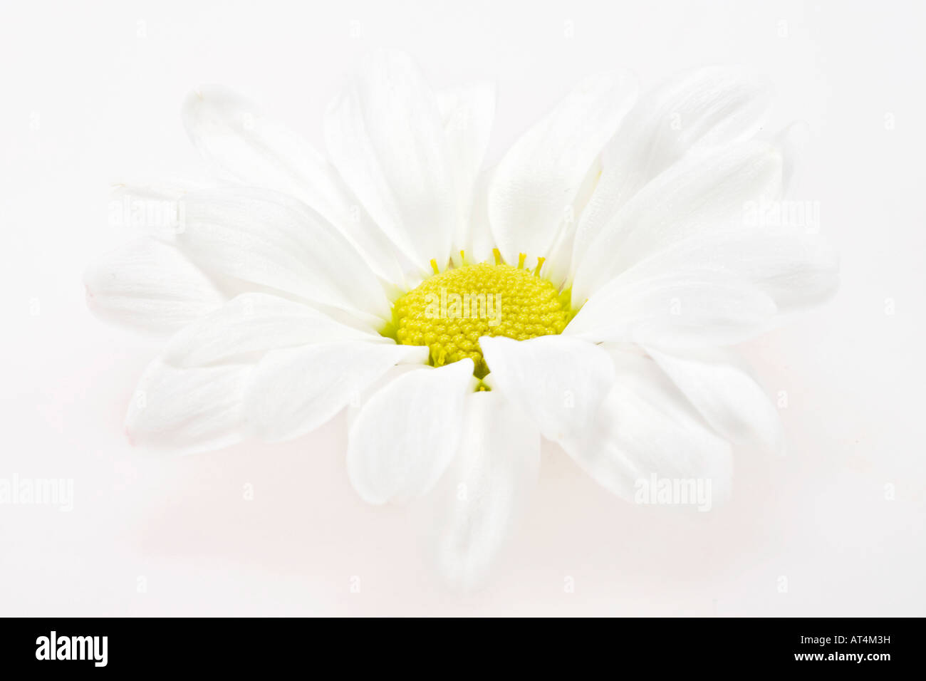 White Daisy gros plan d'une belle fleur photos images photos au-dessus de la grande haute résolution horizontale aux États-Unis haute résolution aux États-Unis haute résolution Banque D'Images