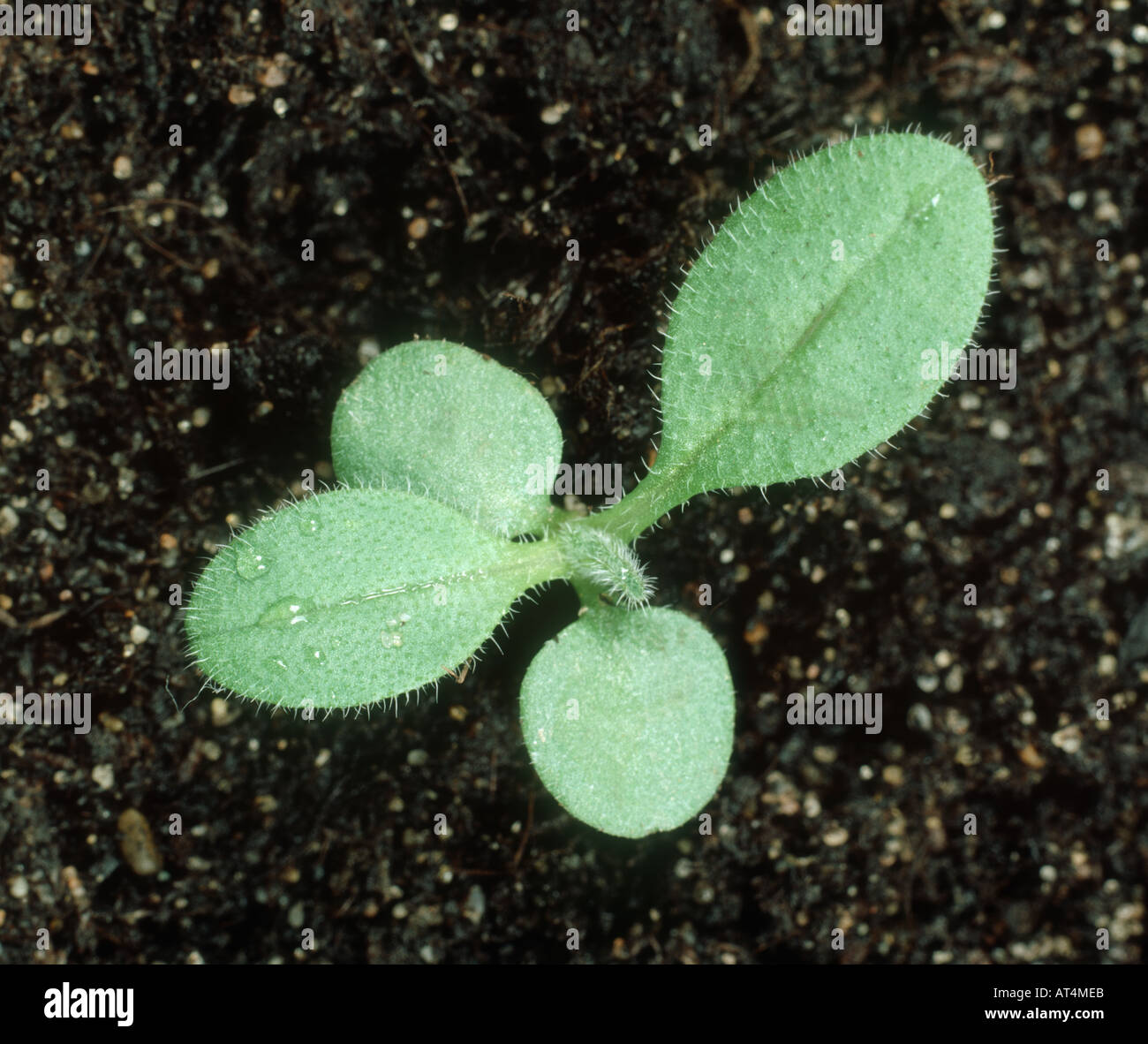 Ne m'oubliez pas Myosotis arvensis plantule à deux feuilles vraies Banque D'Images