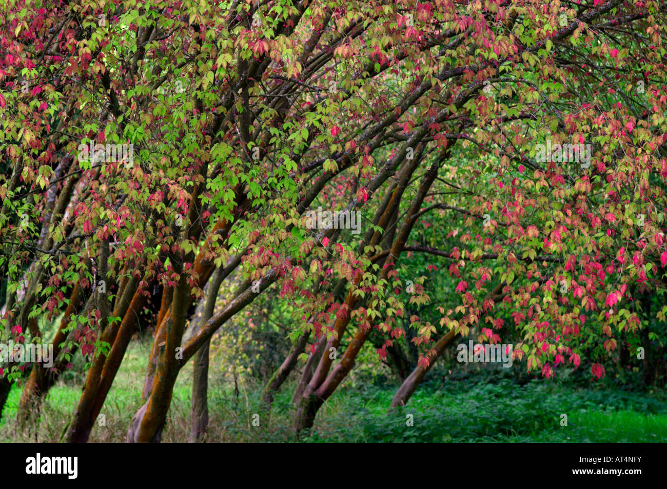 Euonymus oxyphyllus Banque D'Images