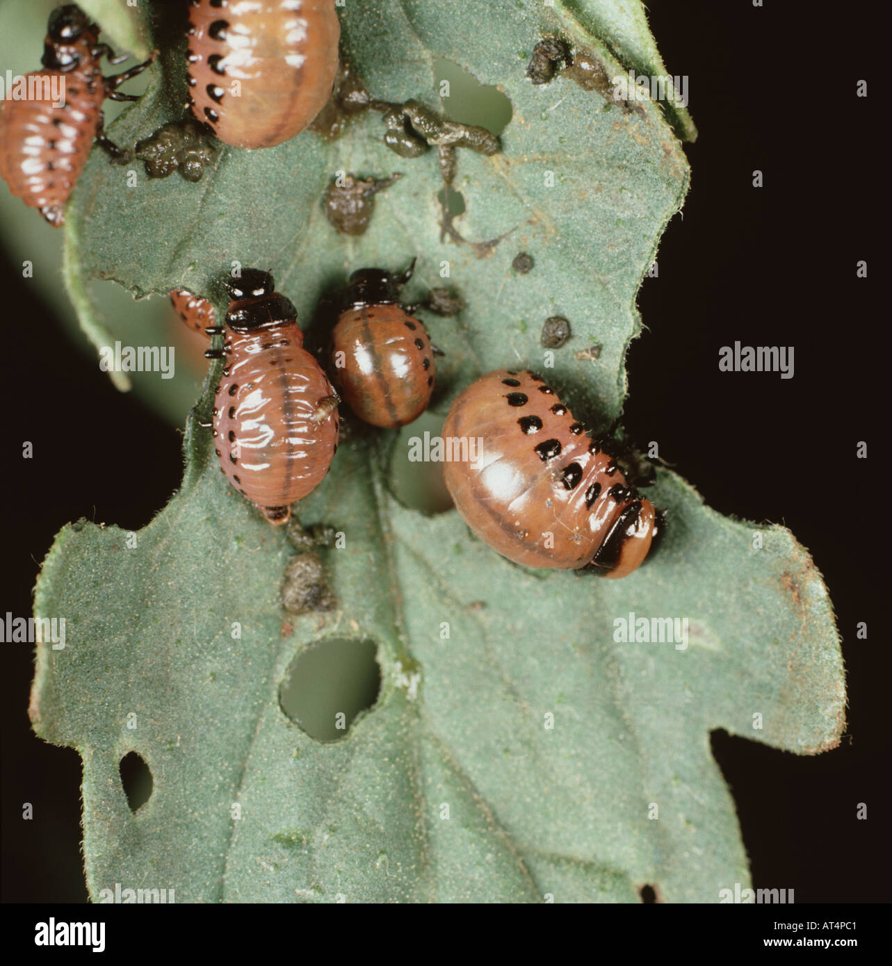 Plusieurs Doryphore Leptinotarsa decemlineata larves sur une feuille de tomate endommagé Banque D'Images