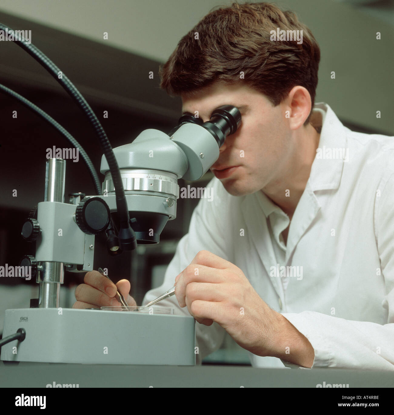 Chercheur étudiant de faible puissance à travers des jumelles microscope in laboratory Banque D'Images