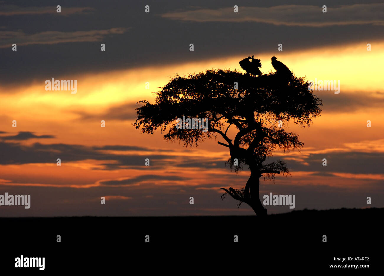 Paire de vautours Torgos micaceus Coprin micacé face au lever du soleil Masaii Mara Kenya Banque D'Images