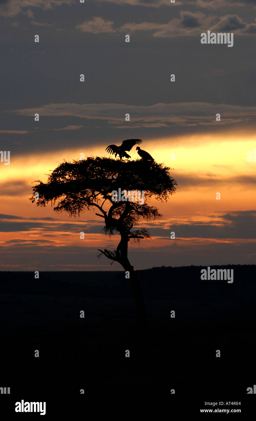 Paire de vautours Torgos micaceus Coprin micacé face au lever du soleil Masaii Mara Kenya Banque D'Images